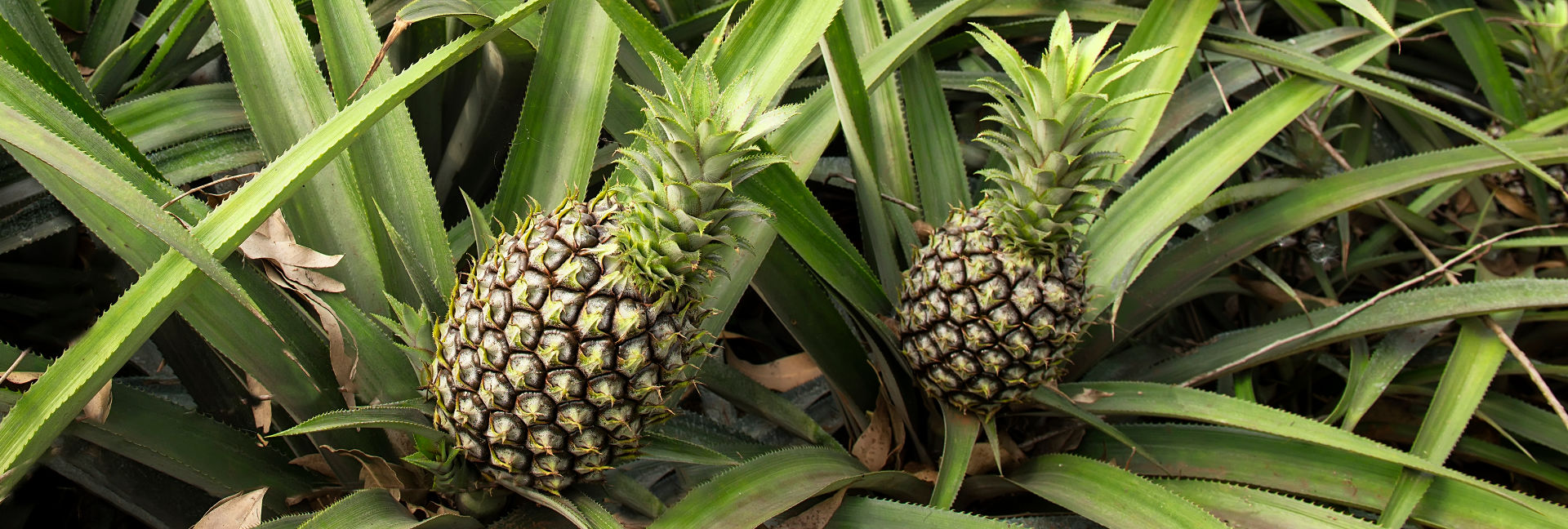 Vitropic Ananas