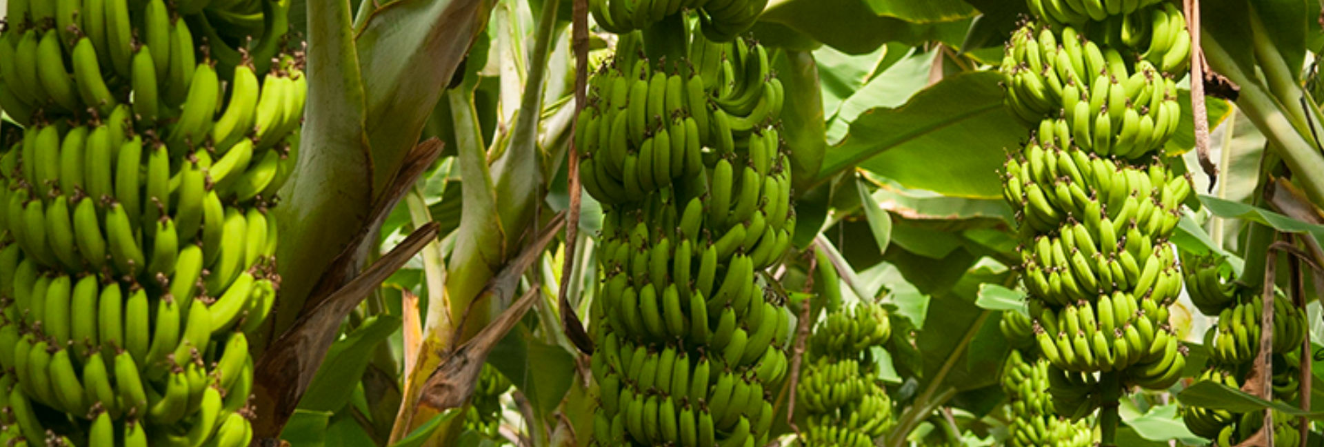 Vitropic Bananas