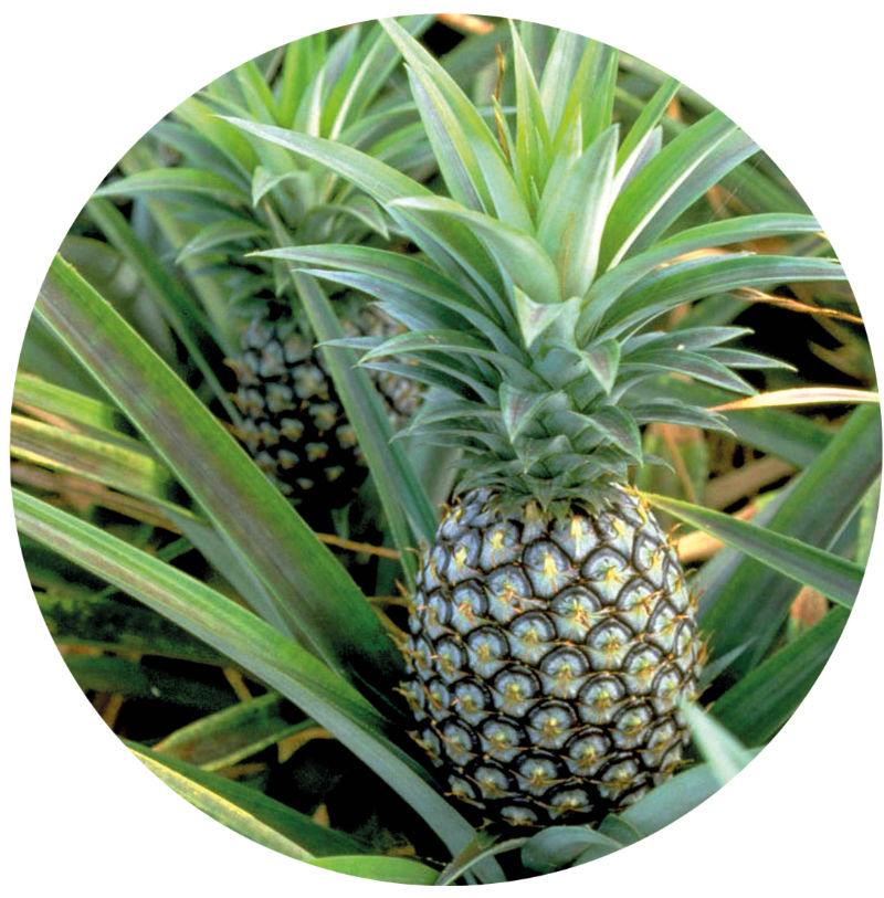 Ananas