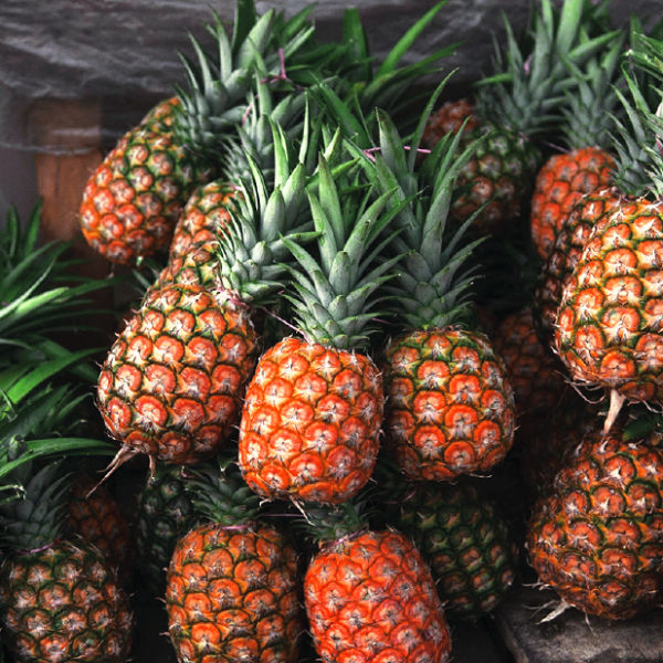 Vitropic produit ananas
