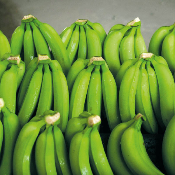 Vitropic produit banane